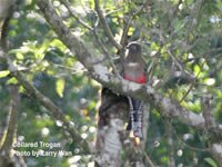 Mountain Trogon